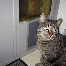 Blanding af racer Cleo