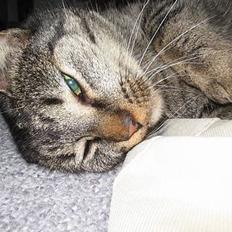 Blanding af racer Cleo