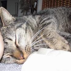 Blanding af racer Cleo