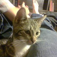 Blanding af racer Shell *RIP*