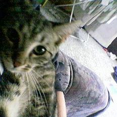 Blanding af racer Shell *RIP*