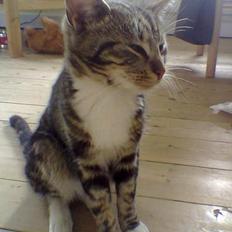 Blanding af racer Shell *RIP*