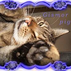 Blanding af racer Gismo /"gismor"