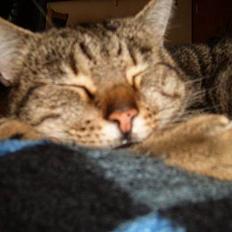 Blanding af racer Gismo /"gismor"