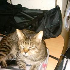 Blanding af racer mickey