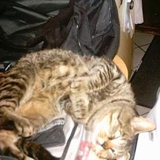 Blanding af racer mickey