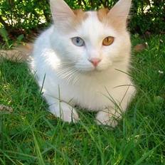 Tyrkisk Van EC. Ilghi VK von Alexis