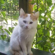 Tyrkisk Van EC. Ilghi VK von Alexis