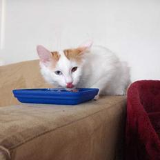 Tyrkisk Van EC. Ilghi VK von Alexis