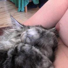 Maine Coon silver