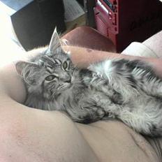 Maine Coon silver