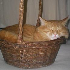 Norsk Skovkat IC Fyrendal's Achilleus