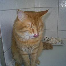 Norsk Skovkat IC Fyrendal's Achilleus