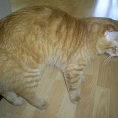 Norsk Skovkat IC Fyrendal's Achilleus