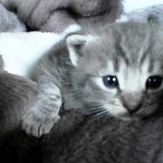 Blanding af racer Viggo