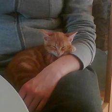 Blanding af racer Garfield *død*