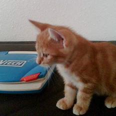 Blanding af racer Garfield *død*