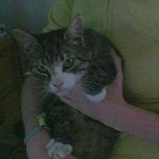 Blanding af racer Max