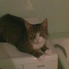 Blanding af racer Max