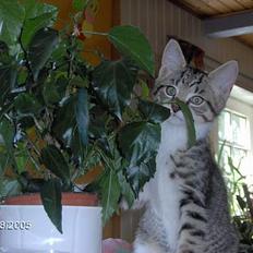 Blanding af racer pjevs