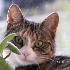 Blanding af racer Buller mis