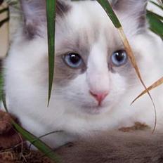 Ragdoll S*Karrei Amadeus