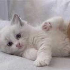 Ragdoll S*Karrei Amadeus