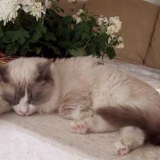 Ragdoll S*Karrei Amadeus