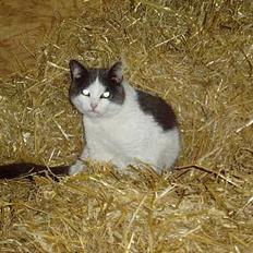 Blanding af racer Gråmis