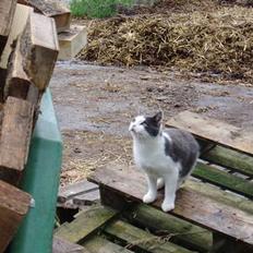 Blanding af racer Gråmis