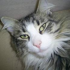 Norsk Skovkat Team Andersen's Daisy