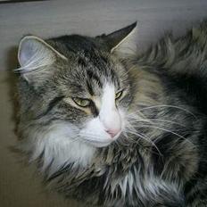 Norsk Skovkat Team Andersen's Daisy