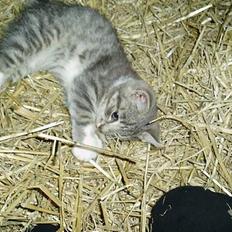 Blanding af racer Mitsi