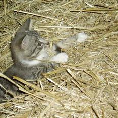 Blanding af racer Mitsi