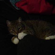 Blanding af racer Julle