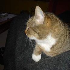 Blanding af racer Julle