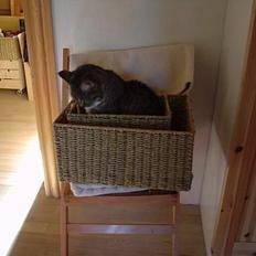 Blanding af racer Julle