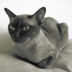 Burmeser DK Chagall´s Luna Nova