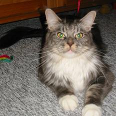 Maine Coon Loke