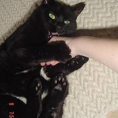 Blanding af racer Emma <3 *R.I.P.*