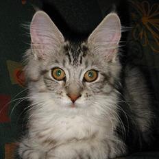 Maine Coon Cæzar