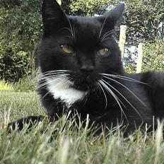 Huskat Holger *død*