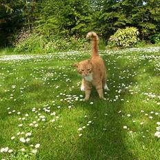 Blanding af racer Felix