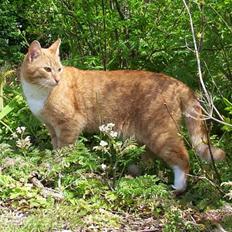 Blanding af racer Felix