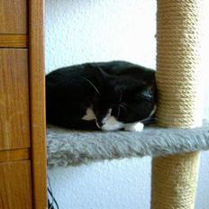 Blanding af racer Oliver