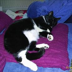 Blanding af racer Jet