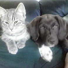 Blanding af racer Viggo