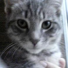 Blanding af racer Viggo