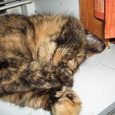 Blanding af racer Whisky