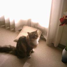 Norsk Skovkat Benjamin